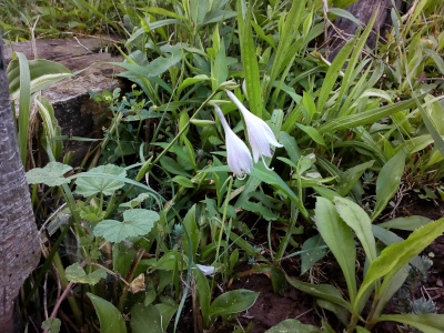 [Two white flowers, one under the other, at the top of a stem look like inverted umbrellas so the inside of the flower is not visible. However, the skinny white stamen stick out beyond the out edge of the blooms.]